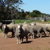 Mob of Poll Merino Stud Rams in yards at Firgove Dunkeld, Victoria