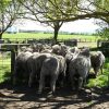 Firgrove Poll Merino Stud mob - bums