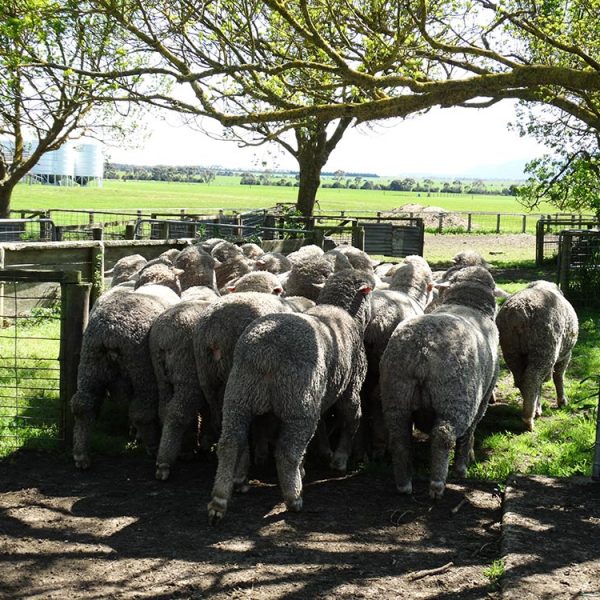 Firgrove Poll Merino Stud mob - bums