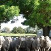Firgrove Poll Merino Stud mob
