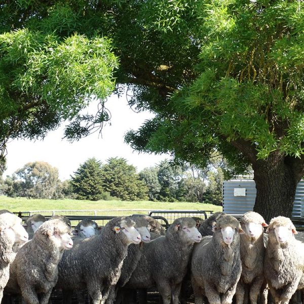 Firgrove Poll Merino Stud mob