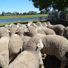 Firgrove Poll Merino Stud mob - backs