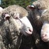 Firgrove Poll Merino Stud closeup head shot