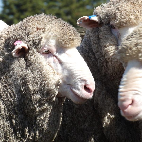 Firgrove Poll Merino Stud closeup head shot