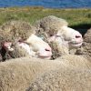 Firgrove Poll Merino Stud closeup head shot