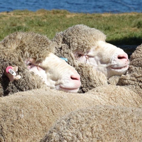 Firgrove Poll Merino Stud closeup head shot