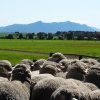 Firgrove Poll Merino Stud mob with Grampians in background