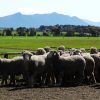 Firgrove Poll Merino Stud mob with Grampians in background
