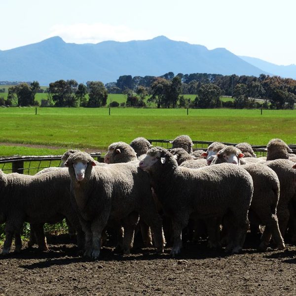 Firgrove Poll Merino Stud mob with Grampians in background