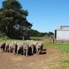Bums of a mob of Poll Merino Studs at Figrove, Dunkeld, Victoria