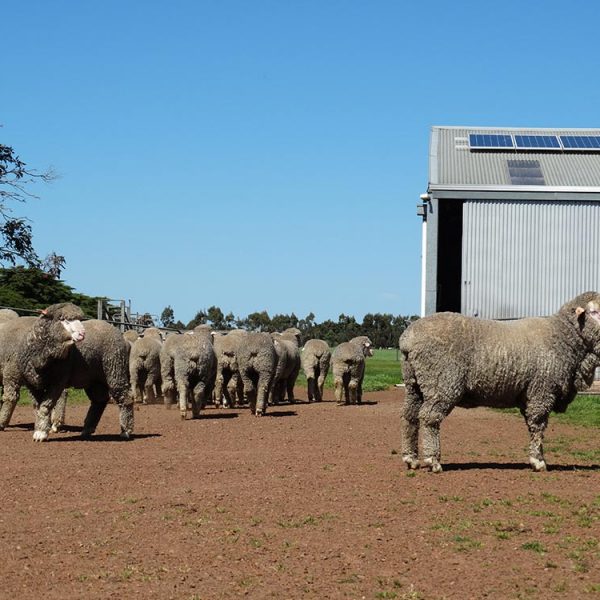 Poll Merino Studs at Figrove, Dunkeld, Victoria