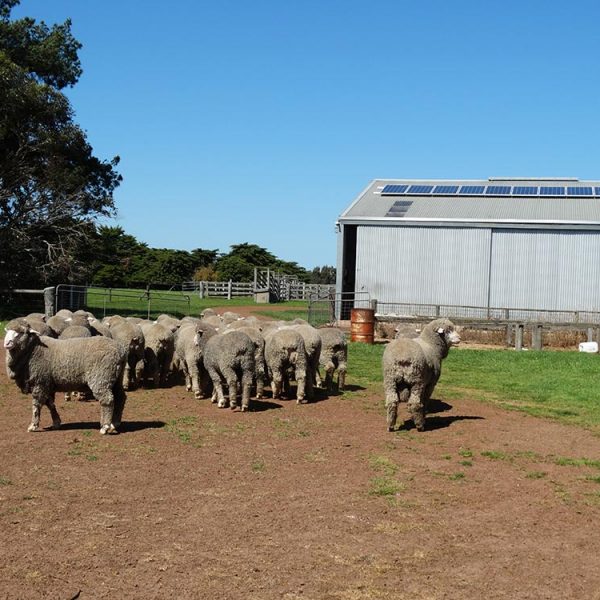 Bums of Poll Merino Studs at Figrove, Dunkeld, Victoria