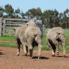 Bums of three Poll Merino Studs at Figrove, Dunkeld, Victoria
