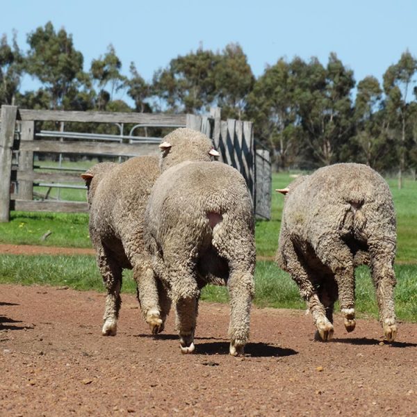 Bums of three Poll Merino Studs at Figrove, Dunkeld, Victoria