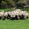 Firgrove Poll Merino Stud mob - front view