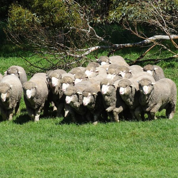 Firgrove Poll Merino Stud mob - front view