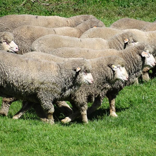 Firgrove Poll Merino Studs - side view