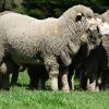 Firgrove Poll Merino Studs - side view