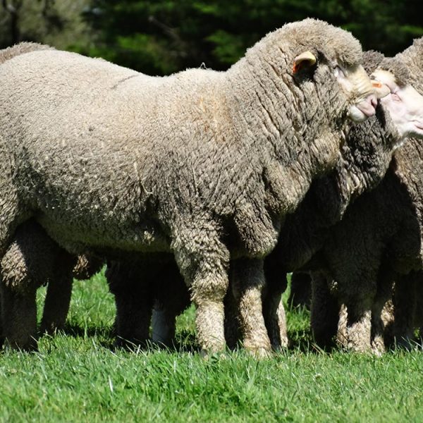 Firgrove Poll Merino Studs - side view