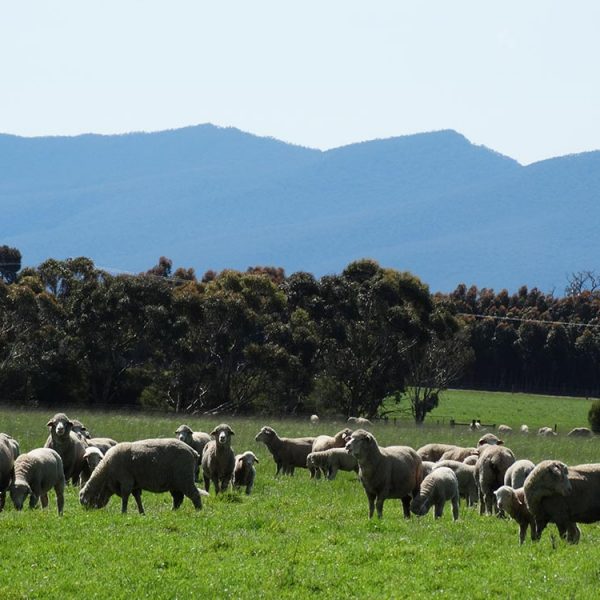 Ewes and lambs in paddock at Firgrove with Grampians mountains in background